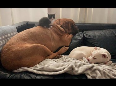 17 Heartwarming Moments of Dogs Bonding Across Species