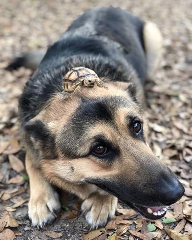 17 Heartwarming Moments of Dogs Bonding Across Species