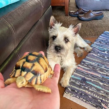 17 Heartwarming Moments of Dogs Bonding Across Species