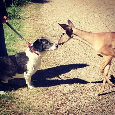 17 Heartwarming Moments of Dogs Bonding Across Species