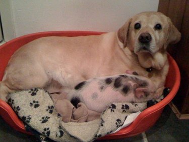 17 Heartwarming Moments of Dogs Bonding Across Species