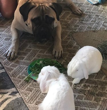 17 Heartwarming Moments of Dogs Bonding Across Species