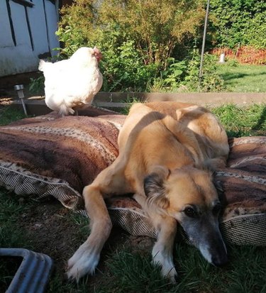 17 Heartwarming Moments of Dogs Bonding Across Species