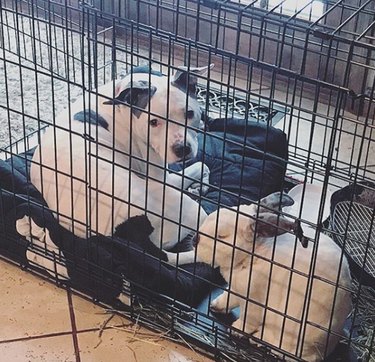17 Heartwarming Moments of Dogs Bonding Across Species