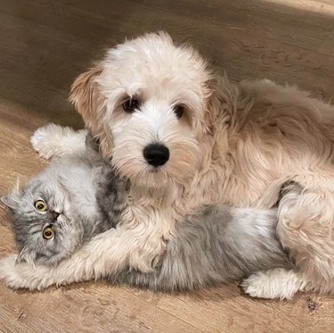 17 Heartwarming Moments of Dogs Bonding Across Species