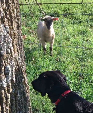 17 Heartwarming Moments of Dogs Bonding Across Species