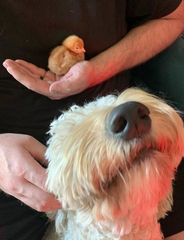 17 Heartwarming Moments of Dogs Bonding Across Species