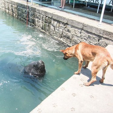 17 Heartwarming Moments of Dogs Bonding Across Species