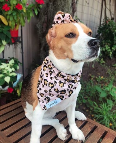 17 Fashion-Forward Dogs Leading the Pack