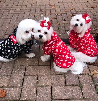 17 Fashion-Forward Dogs Leading the Pack