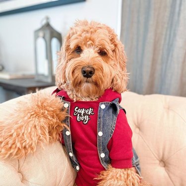17 Fashion-Forward Dogs Leading the Pack