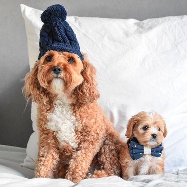 17 Fashion-Forward Dogs Leading the Pack