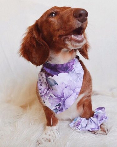 17 Fashion-Forward Dogs Leading the Pack