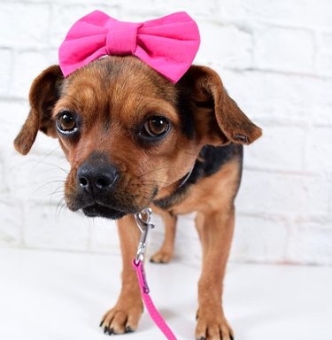 17 Fashion-Forward Dogs Leading the Pack