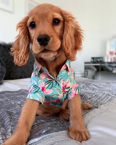 17 Fashion-Forward Dogs Leading the Pack