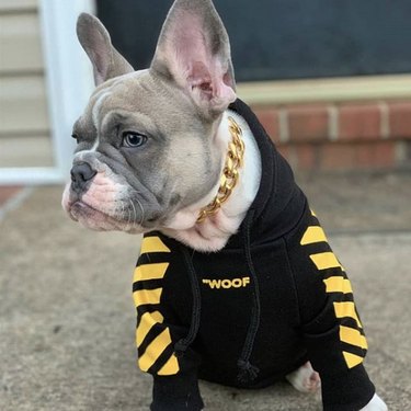 17 Fashion-Forward Dogs Leading the Pack