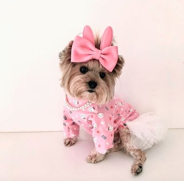 17 Fashion-Forward Dogs Leading the Pack