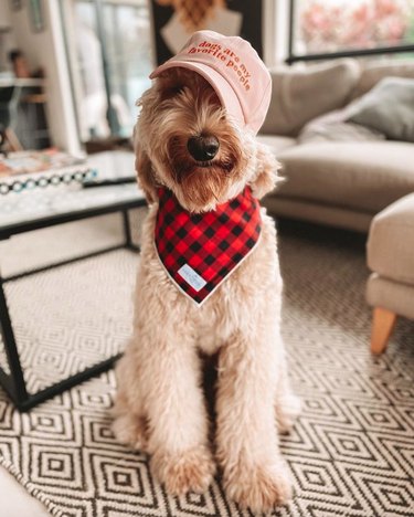 17 Fashion-Forward Dogs Leading the Pack