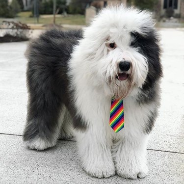 17 Fashion-Forward Dogs Leading the Pack