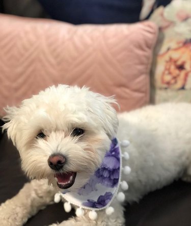 17 Fashion-Forward Dogs Leading the Pack