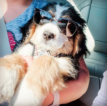 17 Fashion-Forward Dogs Leading the Pack