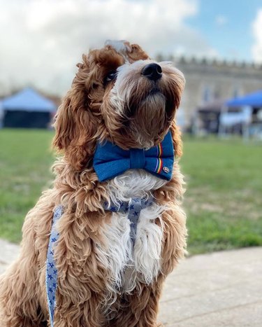17 Fashion-Forward Dogs Leading the Pack