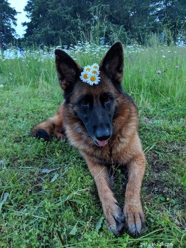 19 Adorable Dogs Enjoying the Great Outdoors