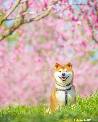 19 Adorable Dogs Enjoying the Great Outdoors