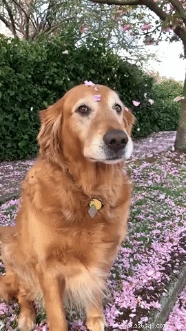19 Adorable Dogs Enjoying the Great Outdoors
