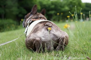 19 Adorable Dogs Enjoying the Great Outdoors
