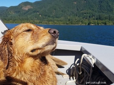 19 Adorable Dogs Enjoying the Great Outdoors