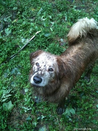 19 Adorable Dogs Enjoying the Great Outdoors