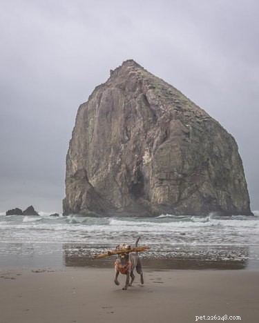 19 Adorable Dogs Enjoying the Great Outdoors