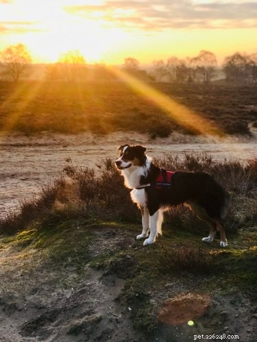 19 Adorable Dogs Enjoying the Great Outdoors