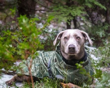 19 Adorable Dogs Enjoying the Great Outdoors