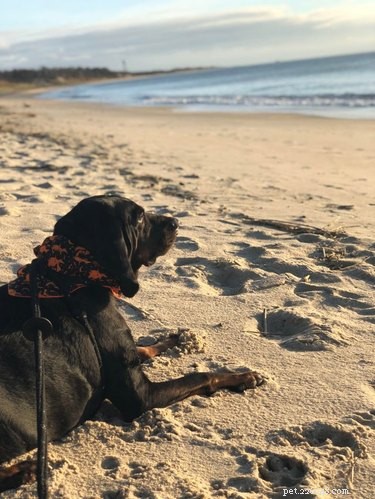 19 Adorable Dogs Enjoying the Great Outdoors