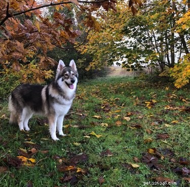 19 Adorable Dogs Enjoying the Great Outdoors