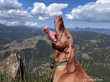 19 Adorable Dogs Enjoying the Great Outdoors