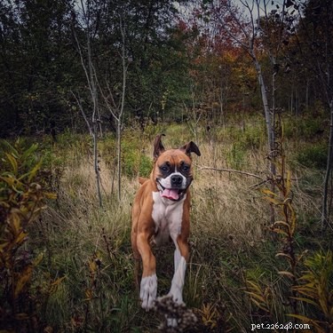 19 Adorable Dogs Enjoying the Great Outdoors
