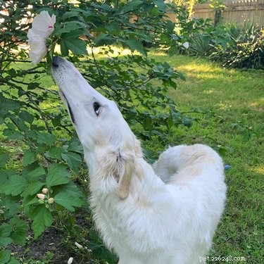 19 Adorable Dogs Enjoying the Great Outdoors