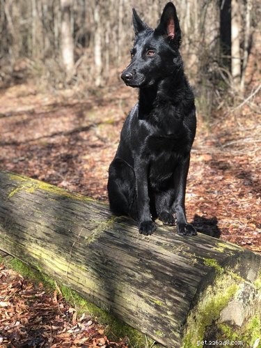 19 Adorable Dogs Enjoying the Great Outdoors