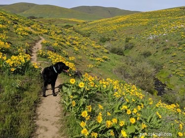 19 Adorable Dogs Enjoying the Great Outdoors