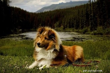 19 Adorable Dogs Enjoying the Great Outdoors