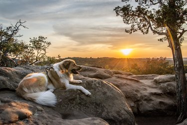 19 Adorable Dogs Enjoying the Great Outdoors