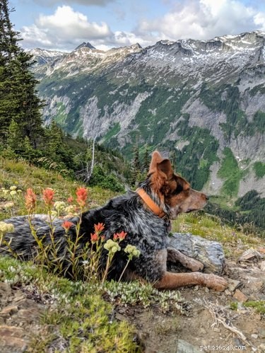 19 Adorable Dogs Enjoying the Great Outdoors
