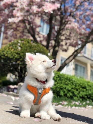18 Joyful Dogs That Bring Smiles to Everyone
