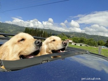 18 Joyful Dogs That Bring Smiles to Everyone