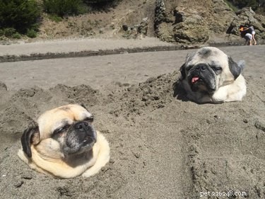 18 Joyful Dogs That Bring Smiles to Everyone
