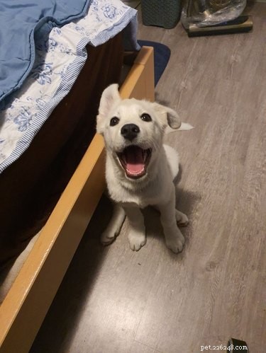 18 Joyful Dogs That Bring Smiles to Everyone