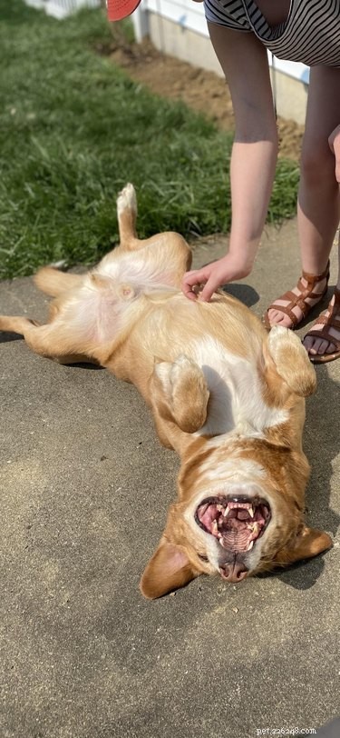 18 Joyful Dogs That Bring Smiles to Everyone
